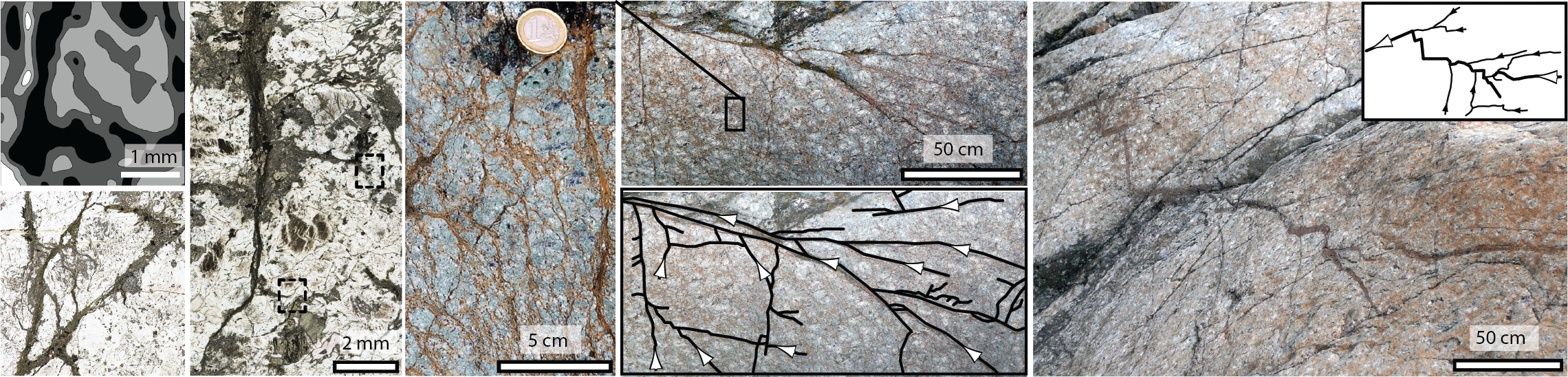 image of vein networks on different scales.